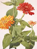 Francis Douglas Motter, Untitled - Flowers, watercolour on paper