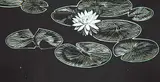 Lily by Walter J. Phillips, 1932, wood engraving on paper, sold Nov 1999