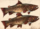 Jack Lee Cowin, Brown on Brown [Western Canada Trout Series] #29/50