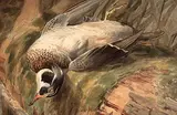 Thomas Mower Martin, Untitled - Duck