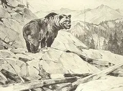 Carl Rungius, Silvertip, 1928, etching on paper