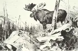 Carl Rungius, Alaskan Wilderness