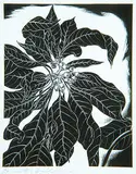 Henry Eric Bergman, Poinsettia Pulicherrima