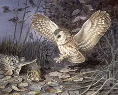 Ludo Bogaert, Sawhit Owl and Mouse, 1974, watercolour on paper