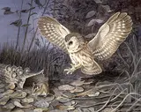 Ludo Bogaert, Sawhit Owl and Mouse, 1974, watercolour on paper