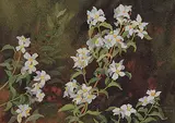Annora Brown, Untitled - Mock Orange, Syringa