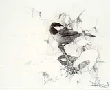 Don Li-Leger, Chickadees in Snow, 1990, graphite on paper