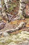 Ernest Friedrich Lindner, Untitled - Forest Floor