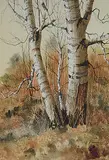 Earl Cummins, Birch #2, watercolour on paper