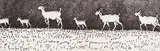 Joseph Fafard, Isaac's Goats #A.P., 1987, etching on paper