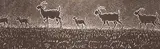 Joseph Fafard, Joseph's Goats #A.P., 1987, etching on paper