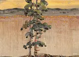 Robert Genn, Similkameen Pines