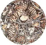 Vivian Thierfelder, Pembina Baroque, 1980, watercolour on paper