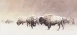 Frederick Arthur Verner, Untitled - Buffalo in Winter