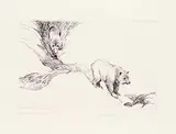 Clarence Tillenius, Two Grizzlies #1 #P.P., etching on paper