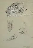 Horatio Walker, At the London Zoo, graphite on paper