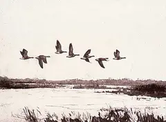 Robert A. Wyatt, Sturgeon Bank #P.P., etching on paper