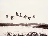 Robert A. Wyatt, Sturgeon Bank #P.P., etching on paper