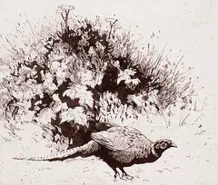 Robert A. Wyatt, Ringneck #P.P., etching on paper