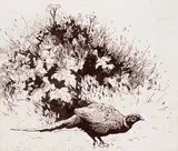 Robert A. Wyatt, Ringneck #P.P., etching on paper