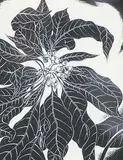 Henry Eric Bergman, Poinsettia Pulicherrima