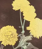Walter J. Phillips, Pom Poms, 1928, colour wood block on paper