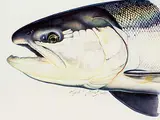 Karl A. Geist, Steel Head I, 1992, watercolour on paper