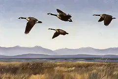 Norman Kelly, In Flight, oil on canvas