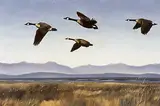 Norman Kelly, In Flight, oil on canvas