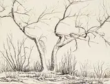 Margaret Shelton, Windblown Poplar, 1945, ink on paper