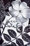 Henry Eric Bergman, Wild Rose
