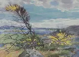 William Maltman, Broom on Cattle Point, Victoria, 1969, watercolour on paper