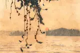 Walter J. Phillips, Smoke Haze, Lake of the Woods, 1935, colour wood block on paper