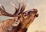 Carl Rungius, Untitled - Bugling Elk