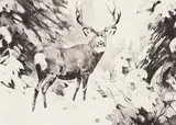 Carl Rungius, Mule Deer