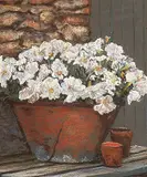 Lucienne Boucher Zegray, Petunias