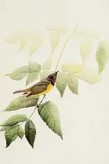 Untitled - Yellow Breasted Bird on Branch by Robert Butler, 1976, watercolour on paper, sold May 1997