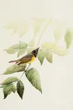 Robert Butler, Untitled - Yellow Breasted Bird on Branch, 1976, watercolour on paper