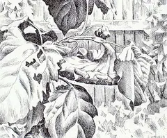 Ernest Friedrich Lindner, Sunflower #10/20, etching on paper