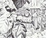 Ernest Friedrich Lindner, Sunflower #10/20, etching on paper