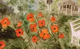 Poppies at Dunain by David Blackwood, 1989, colour monotype on paper, sold Nov 1996