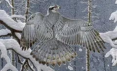 Randy Fehr, Boreal Ghost - Goshawk, 1991, acrylic on masonite