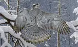 Randy Fehr, Boreal Ghost - Goshawk