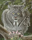 Randy Fehr, Of Lynx, Lichens and Ladyslippers