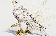 Randy Fehr, Gyrfalcon, 1990, acrylic on paper