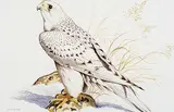 Randy Fehr, Gyrfalcon