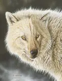 Randy Fehr, Lady Wolf Portrait