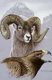 Randy Fehr, Still Wilderness Composite - Sheep and Hawk