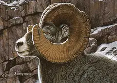 Big Horn Sheep by Randy Fehr, 1996, acrylic on masonite, sold Nov 1996