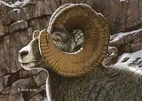 Randy Fehr, Big Horn Sheep